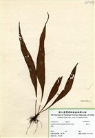 藏品(奧瓦葦)的圖片
